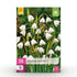 Everspring Blumenzwiebeln Leucojum Aestivum, 20 Stück, Weiß, Zwiebelgröße 8/9, XXL Pack, Pflanze auf Gartenboden