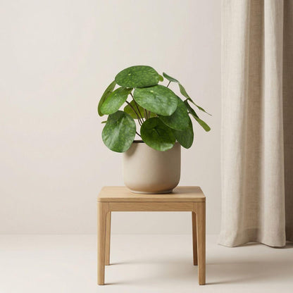 Künstliche Pilea Pflanze, 25 cm hoch, im schwarzen Topf, Everspring, detailreiche, realistische Dekorationspflanze
