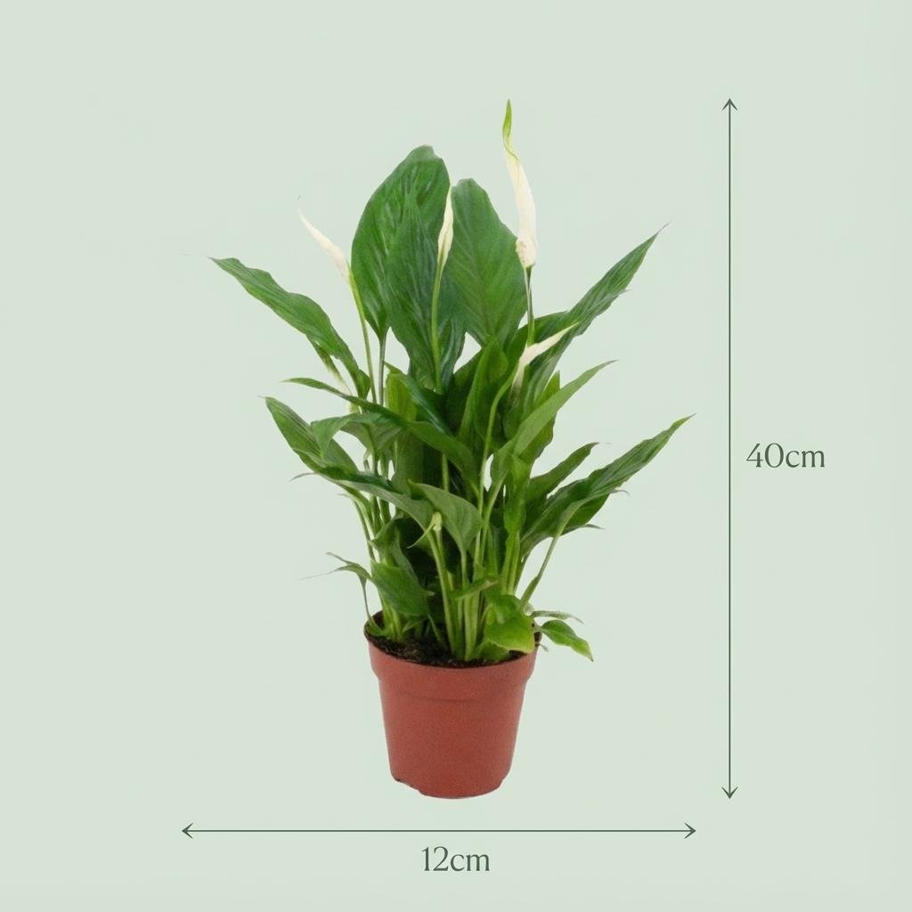 Zwei Everspring Einblatt-Spathiphyllum Pflanzen, Durchmesser 12 cm, Höhe 35-40 cm, grüne Blätter, in kleinen Töpfen.