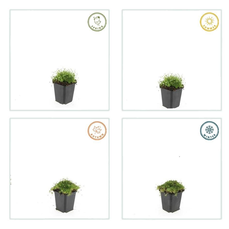 Sagina subulata – 24 Pflanzen Ø 9 cm Höhe 10–25 cm – Immergrüner, trittfester Moos - Bodendecker für sonnige &amp; halbschattige Lagen - Wurzelwerk Design