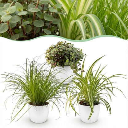 Drei Zimmerpflanzen im weißen, grauen oder Korb-Topf, inklusive Cyperus, Calissia und Chlorophytum, etwa 20 cm hoch