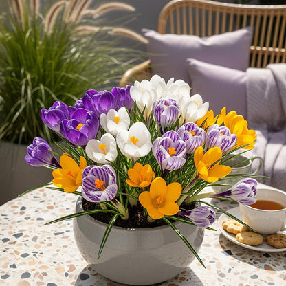 Blumenzwiebeln Crocus Large Flowering Mix | 30 Stück Farbenmix – Zwiebelgröße 7/8 – XXL Pack - Wurzelwerk Design