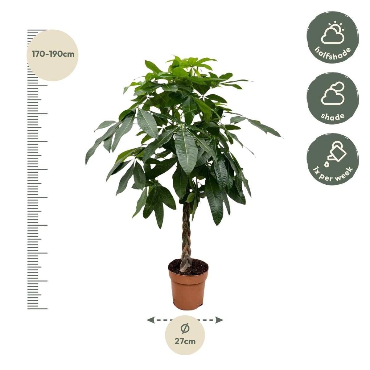 Pachira aquatica 170 cm | Glückskastanie im Ø27 cm - Wurzelwerk Design