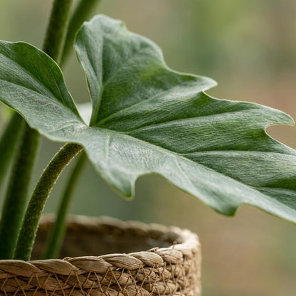 Philodendron Lacerum kaufen | Topf Ø 19 cm, Höhe 65 cm