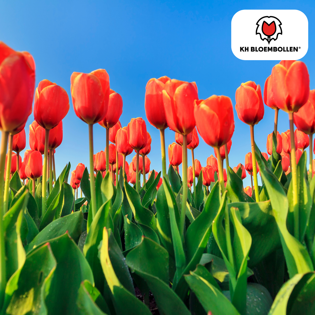 Orange-rote Dafeng Tulpenzwiebeln in 20er-Pack von Everspring, gefranst, bereit für die Gartenbepflanzung.