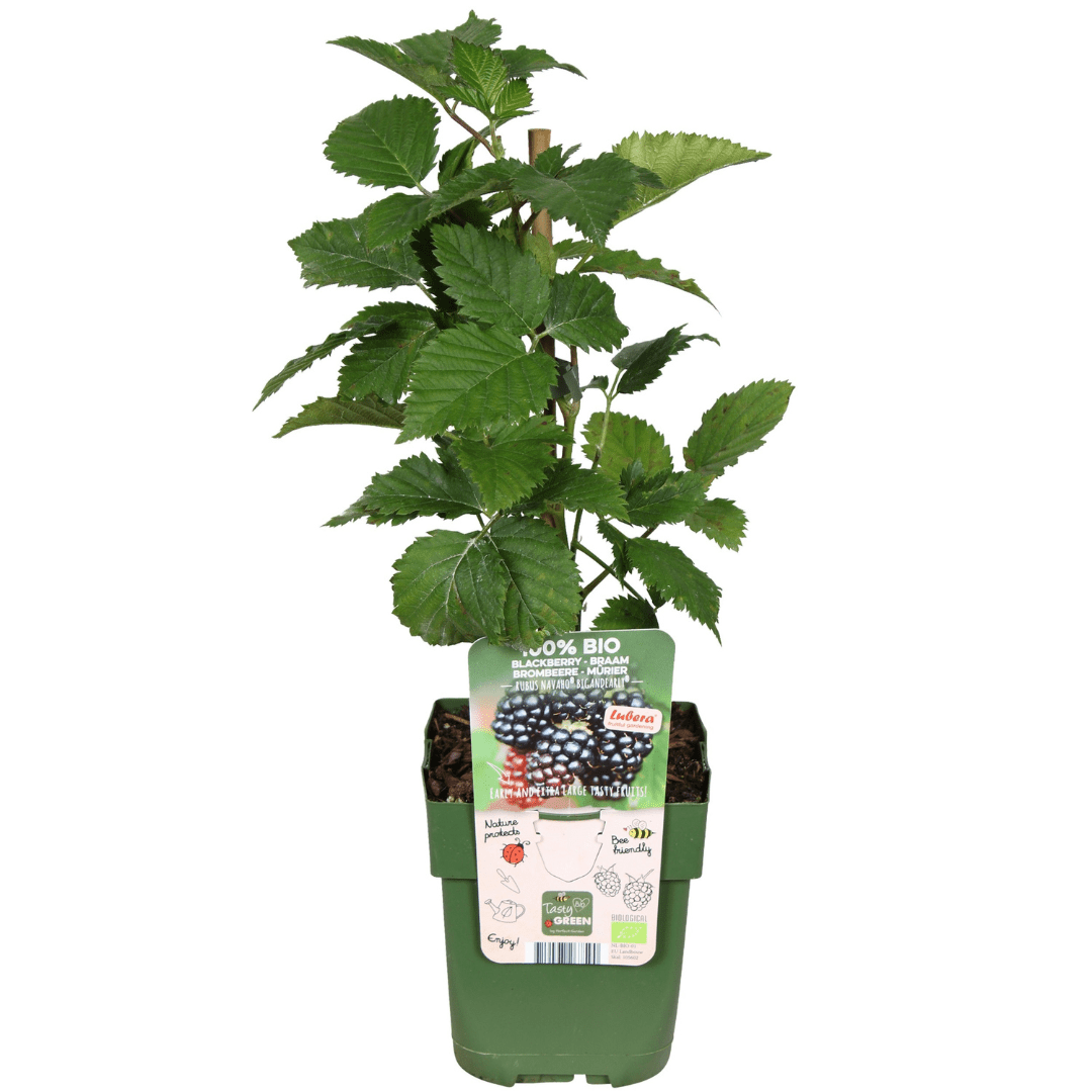 Drei Bio-Brombeerpflanzen von Everspring, Ø 13 cm, mit grünen Blättern und reifen Beeren, in kleinen Töpfen.