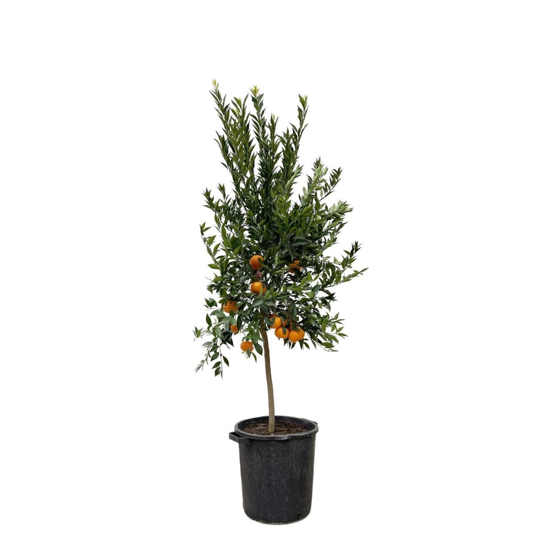 Citrus Mandarino 200 cm | Mandarinenbaum im Ø40 cm Topf – Mediterrane Kübelpflanze - Wurzelwerk Design