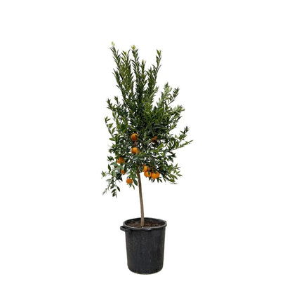 Citrus Mandarino 200 cm | Mandarinenbaum im Ø40 cm Topf – Mediterrane Kübelpflanze - Wurzelwerk Design