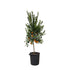 Citrus Mandarino 200 cm | Mandarinenbaum im Ø40 cm Topf – Mediterrane Kübelpflanze - Wurzelwerk Design