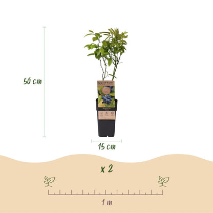 Blaubeere - Vaccinium corymbosum Patriot - 2 Plants - Topf 15cm - Höhe 50cm - Wurzelwerk Design