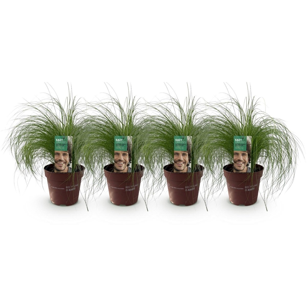 Federgras &