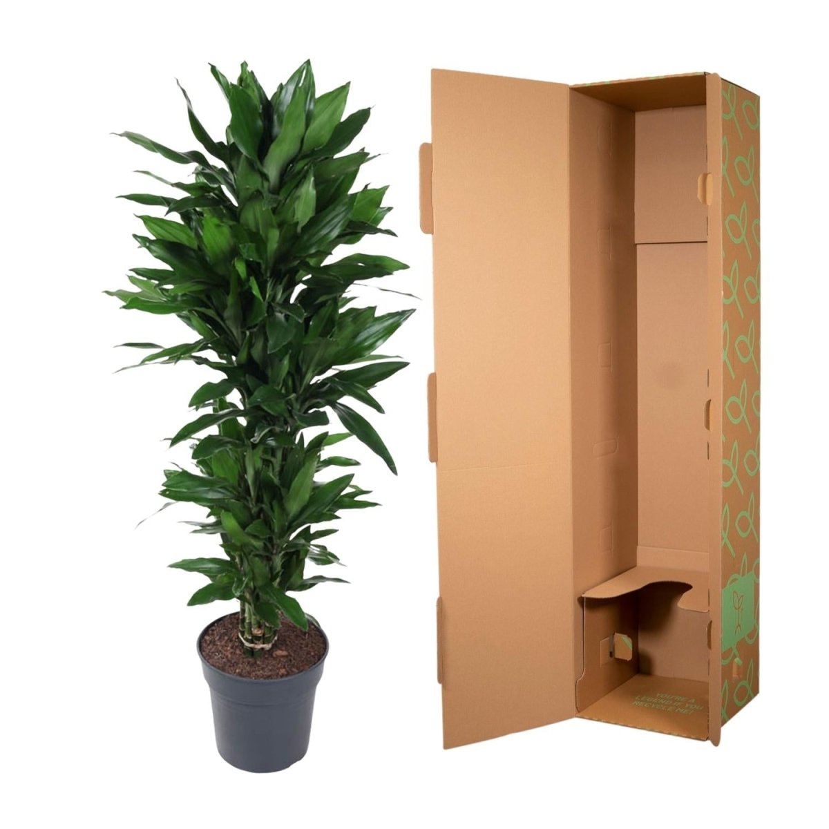 Dracaena Janet Lind verzweigt – Elegante Zimmerpflanze - Wurzelwerk Design