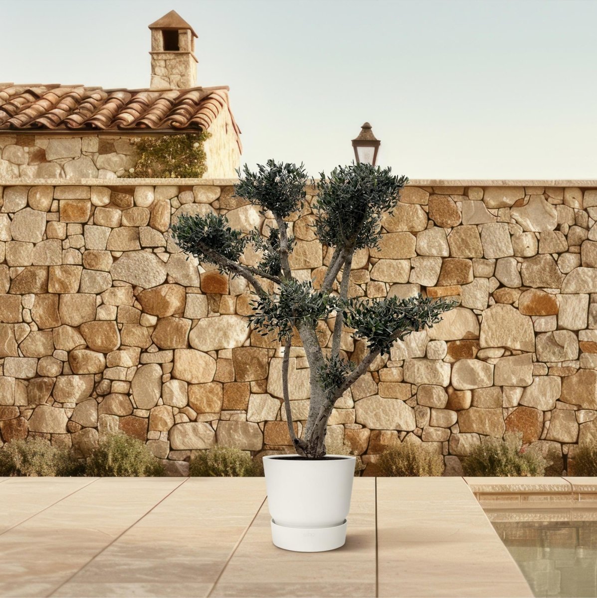 Olea europaea ‘Pompon’ – Bonsai - Olivenbaum im Topf - Wurzelwerk Design