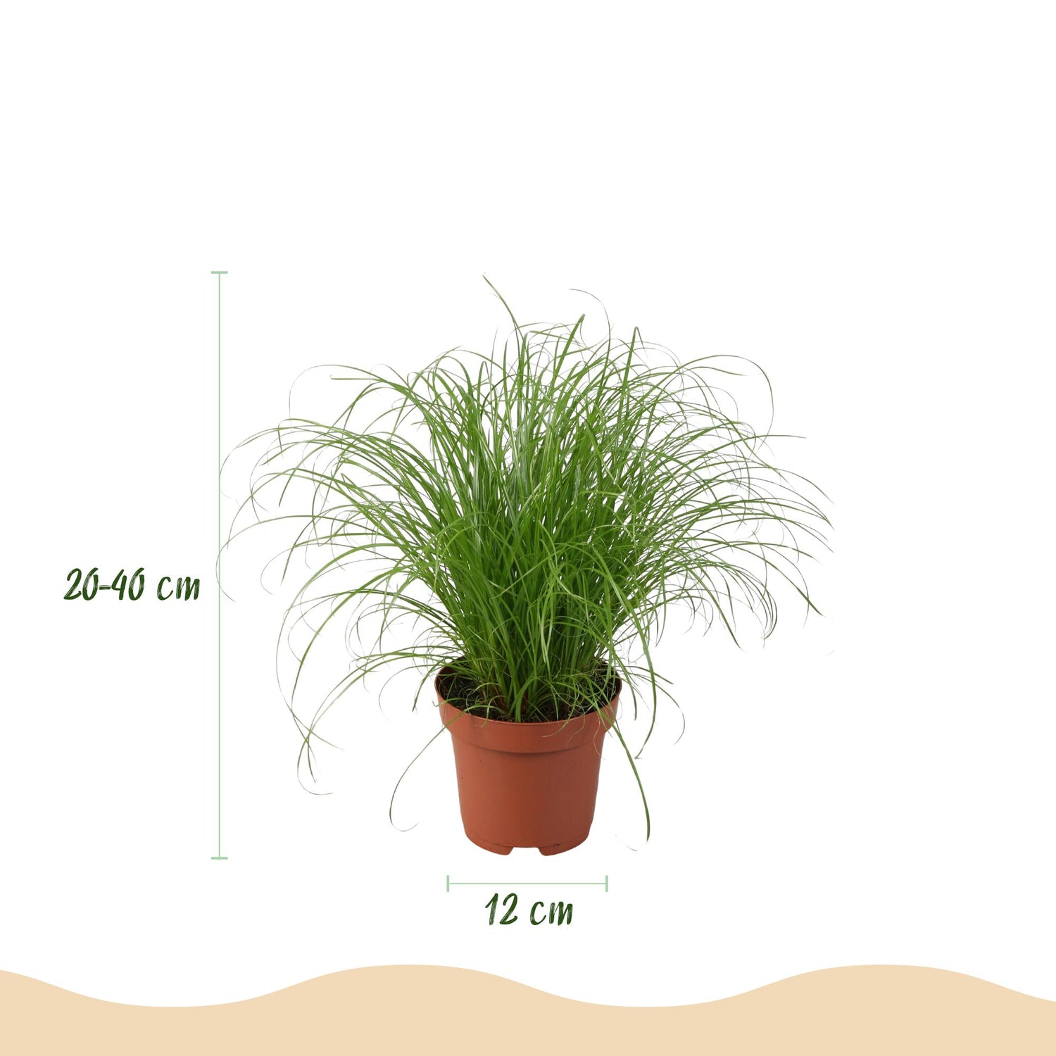 Vier Zimmerpflanzen Set mit Chlorophytum, Cyperus, Phlebodium, Marantha in grauer, weißer oder Korb, Höhe 25cm, von Everspring.