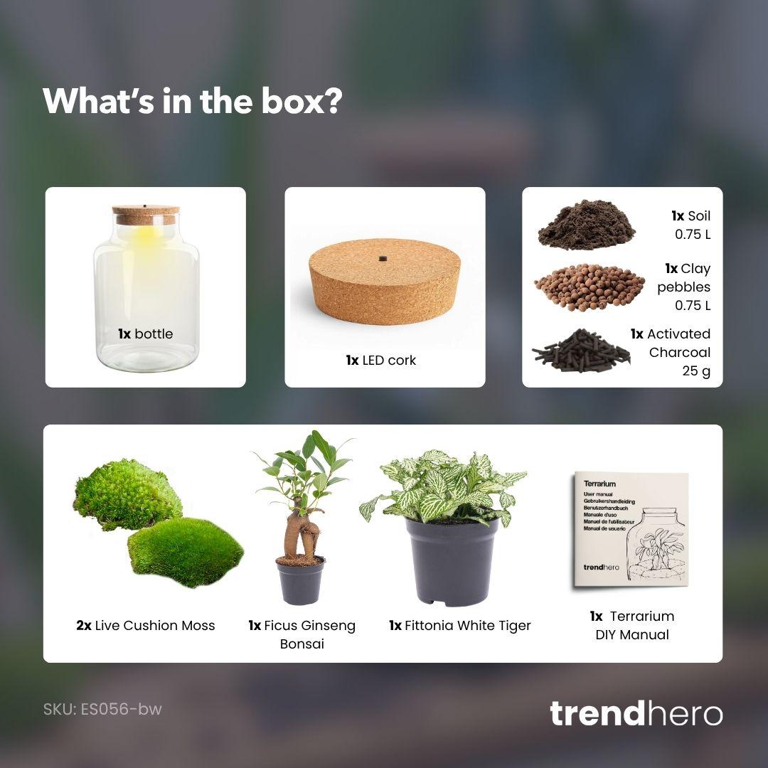 DIY-Pflanzenterrarium mit Beleuchtung Little Milky Bonsai Ø 17 cm 25 cm