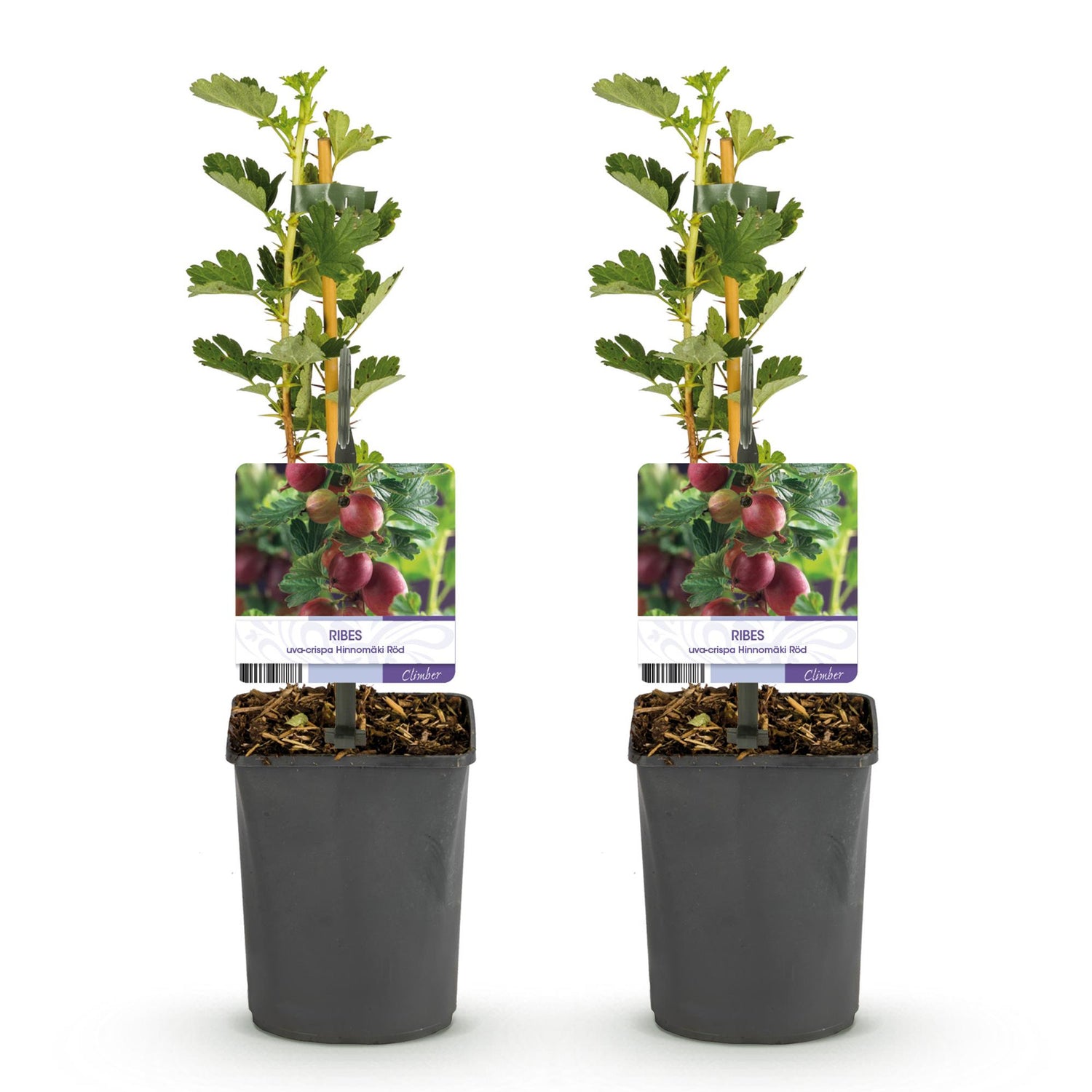 Zwei Ribes uva-crispa Hinnomäki Röd Stachelbeer-Pflanzen im Topf, ca. 40 cm hoch, mit roten Beeren und grünen Blättern.