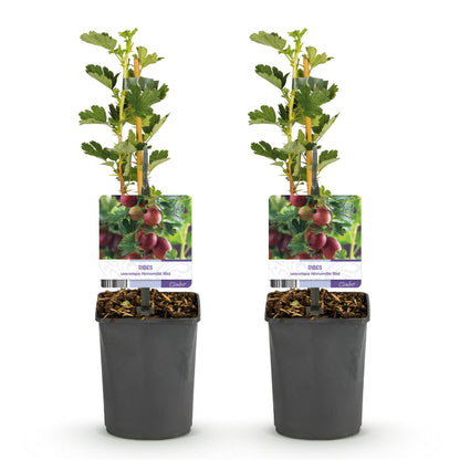 Zwei Ribes uva-crispa Hinnomäki Röd Stachelbeer-Pflanzen im Topf, ca. 40 cm hoch, mit roten Beeren und grünen Blättern.