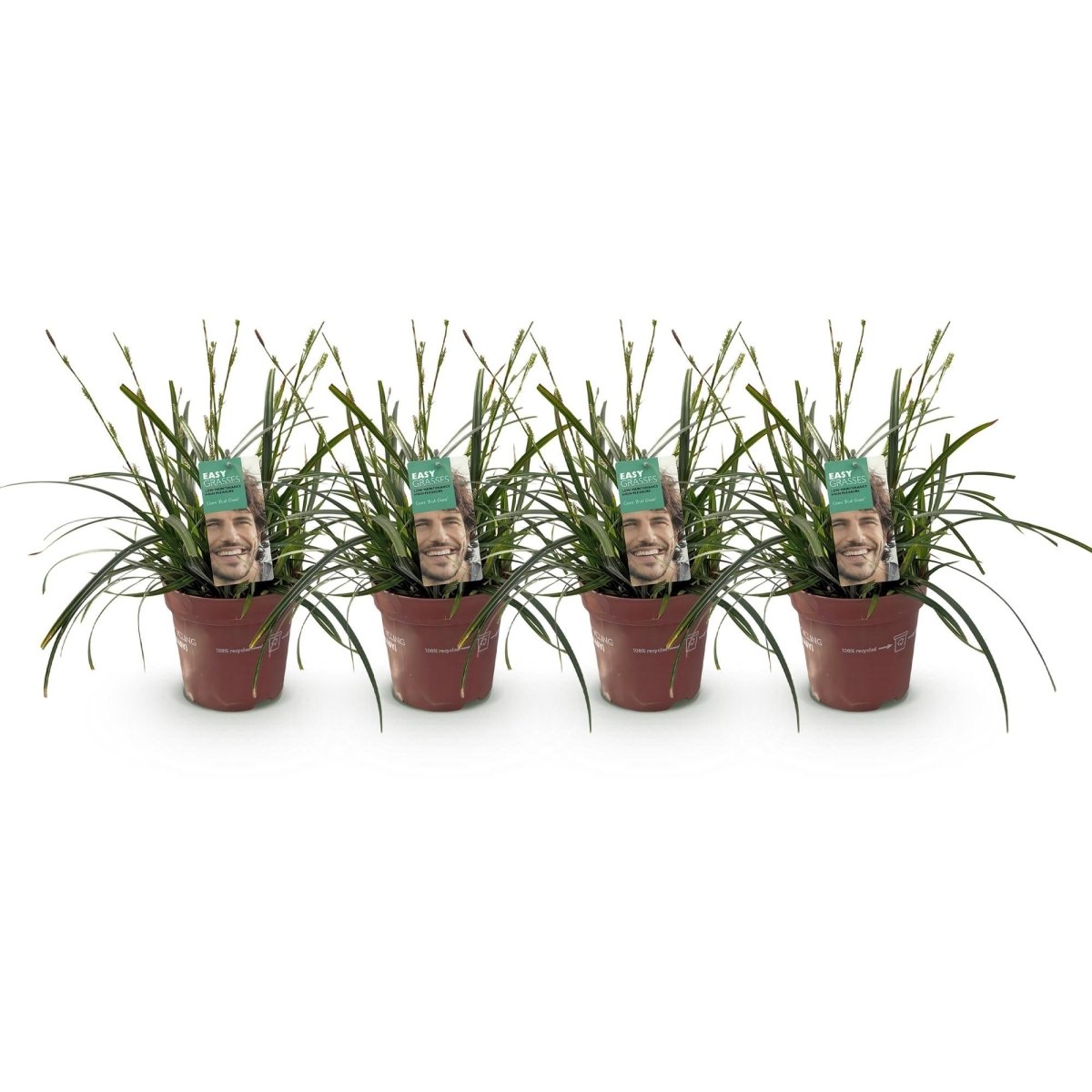 Carex &