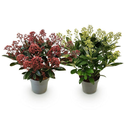 Skimmien-Duo &