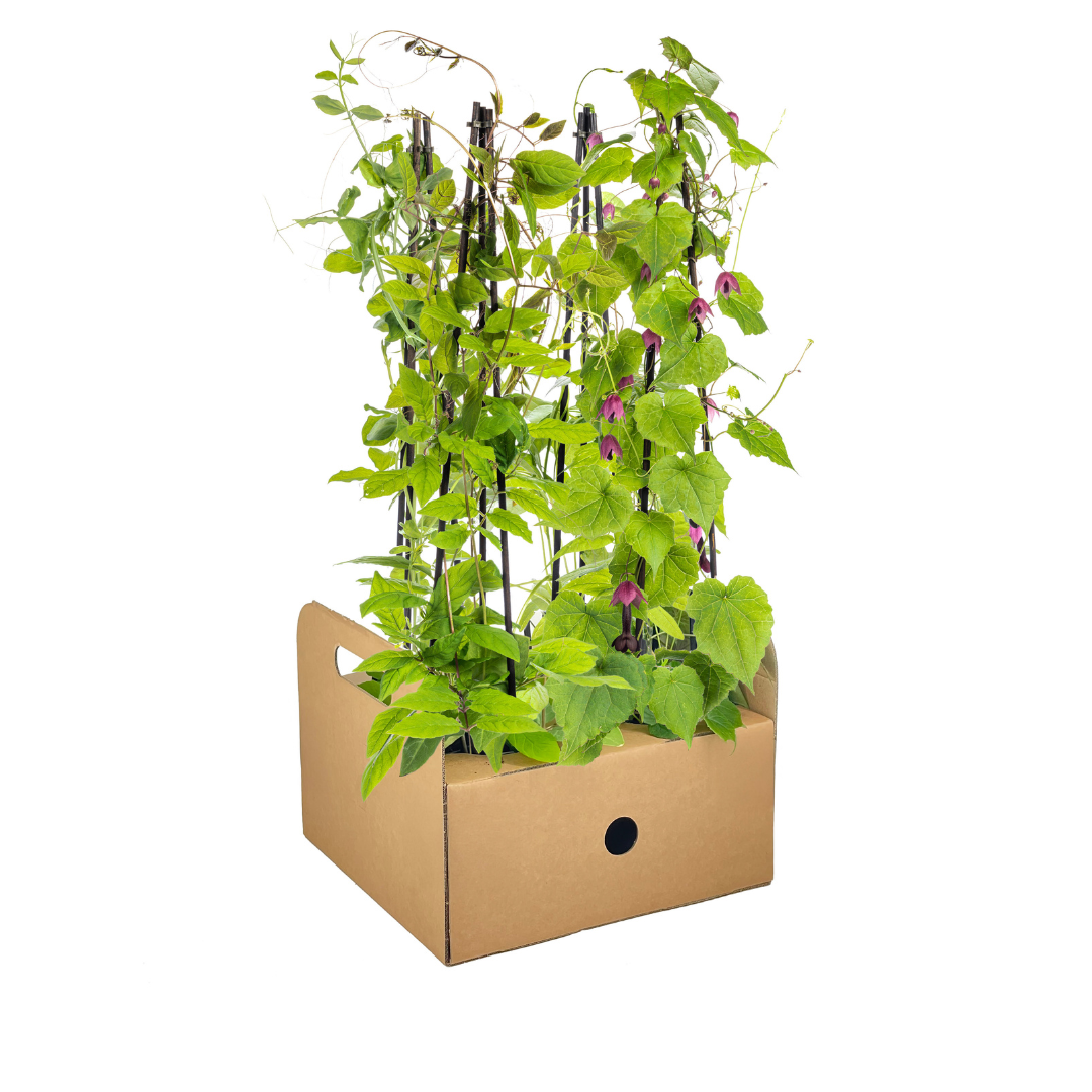 4er-Mix Kletterpflanzen | Rhodochiton, Cobea, Lathyrus &amp; Ipomoea – Ø13 cm – 60 cm