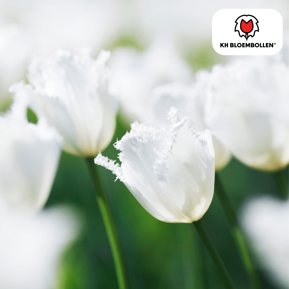 Tulpenzwiebeln Honeymoon | 20er - Pack | Weiß gefüllt - Wurzelwerk Design