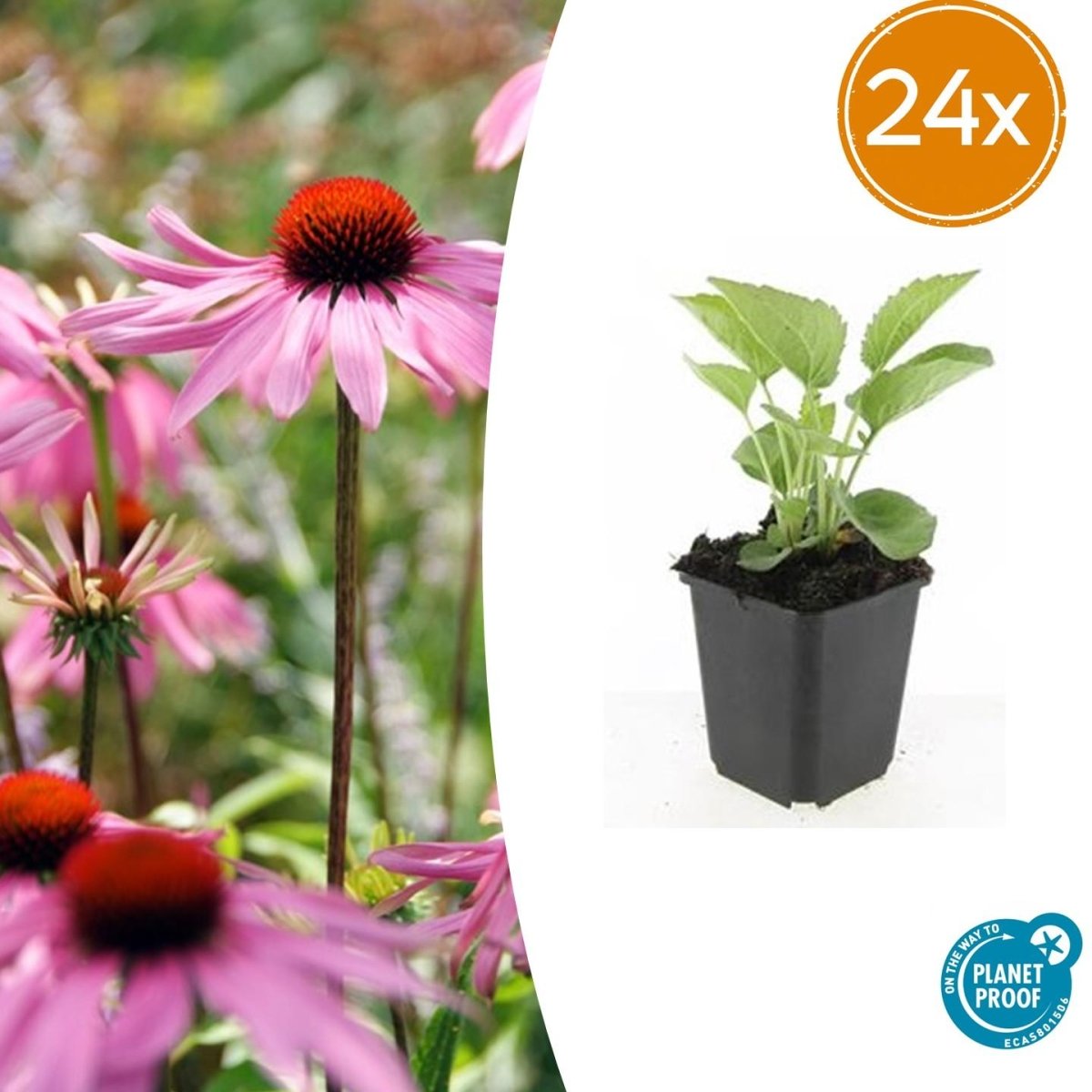 24x Echinacea purpurea ‘Magnus’ – Purpur - Sonnenhut für Staudenbeete &amp; Naturgärten – Höhe 10–25 cm – Ø 9 cm - Wurzelwerk Design