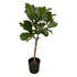 Ficus Lyrata mit Topf – Elegante Geigenfeige für Innen - Wurzelwerk Design