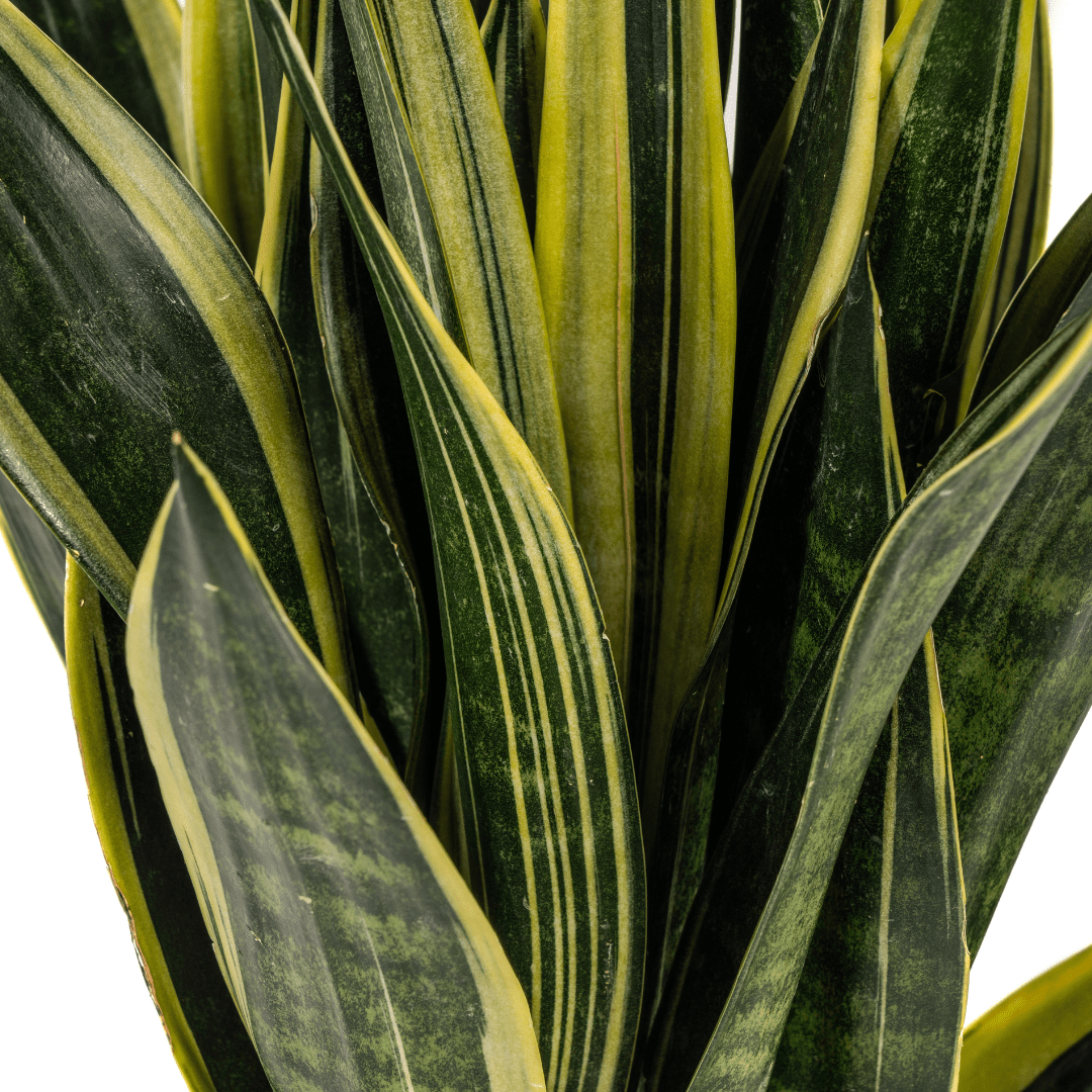 Sansevieria trifasciata – Pflegeleichte Zimmerpflanze - Wurzelwerk Design