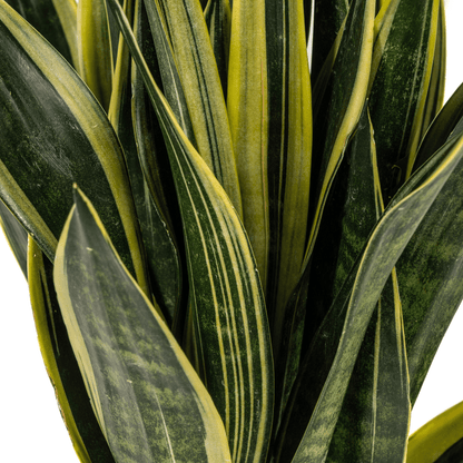 Sansevieria trifasciata – Pflegeleichte Zimmerpflanze - Wurzelwerk Design