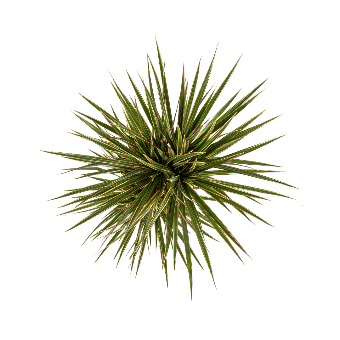 Dracaena Marginata Bicolor – Exotische Zimmerpflanze mit dekorativen Blättern - Wurzelwerk Design