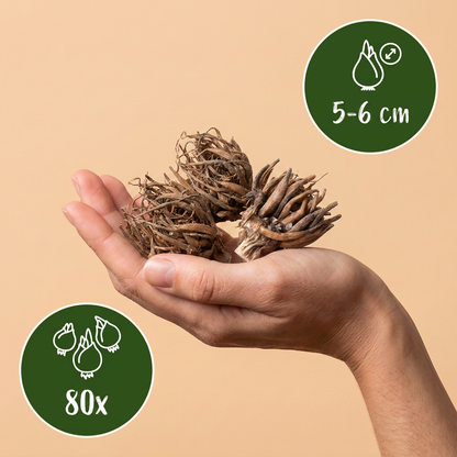 Ranunkeln Mischung – Ranunculus online kaufen | 80 bis 320 Knollen, dicht gefüllt &amp; Schnittblume – Wurzelwerk Design