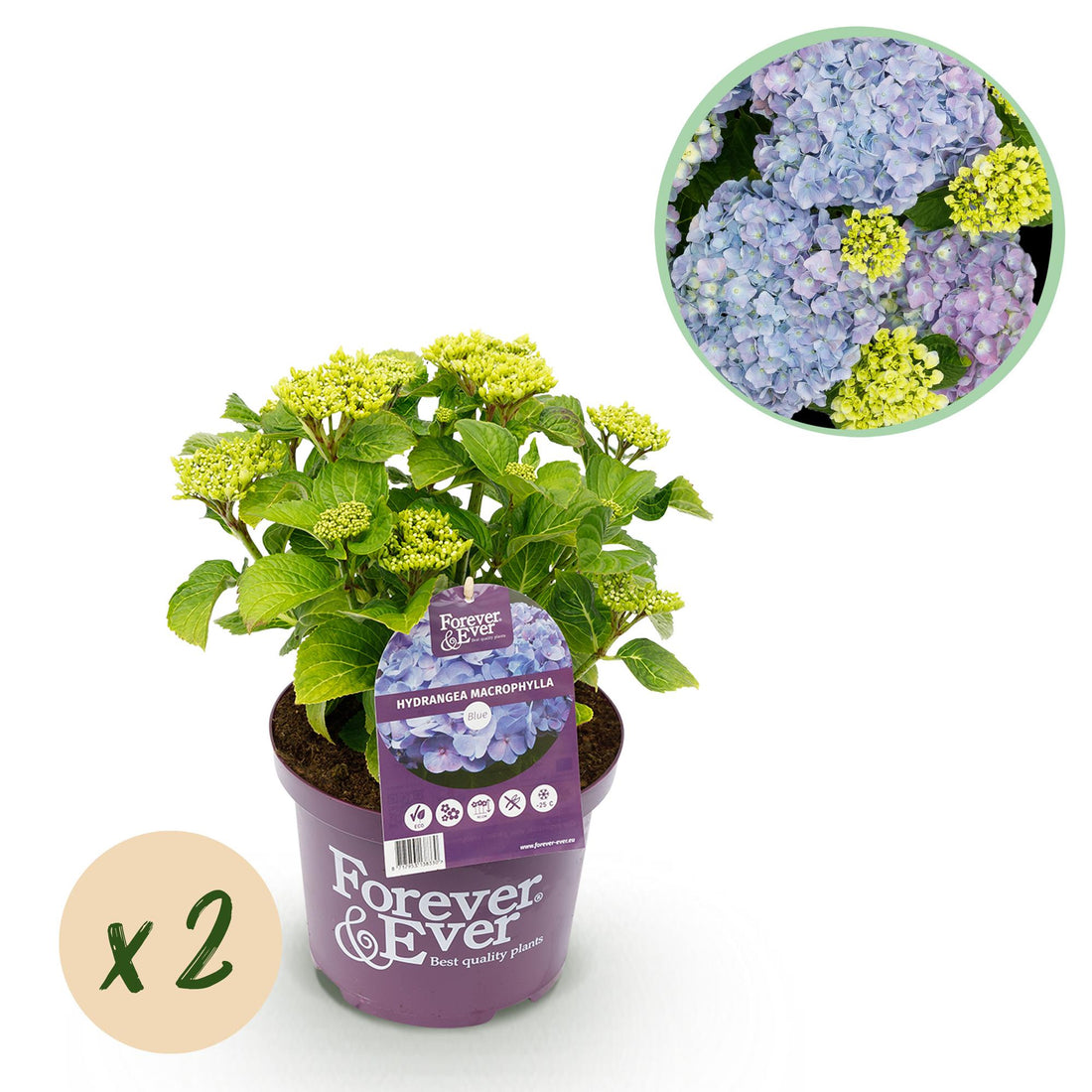 Balkon-Hortensie Forever &amp; Ever Blau – 2 Pflanzen – 7–12 Blüten – Ø23 cm Topf – Höhe ca. 55 cm