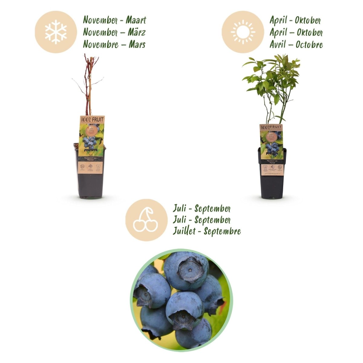 Blaubeere - Vaccinium corymbosum Patriot - 2 Plants - Topf 15cm - Höhe 50cm - Wurzelwerk Design