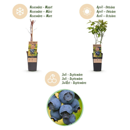 Blaubeere - Vaccinium corymbosum Patriot - 2 Plants - Topf 15cm - Höhe 50cm - Wurzelwerk Design