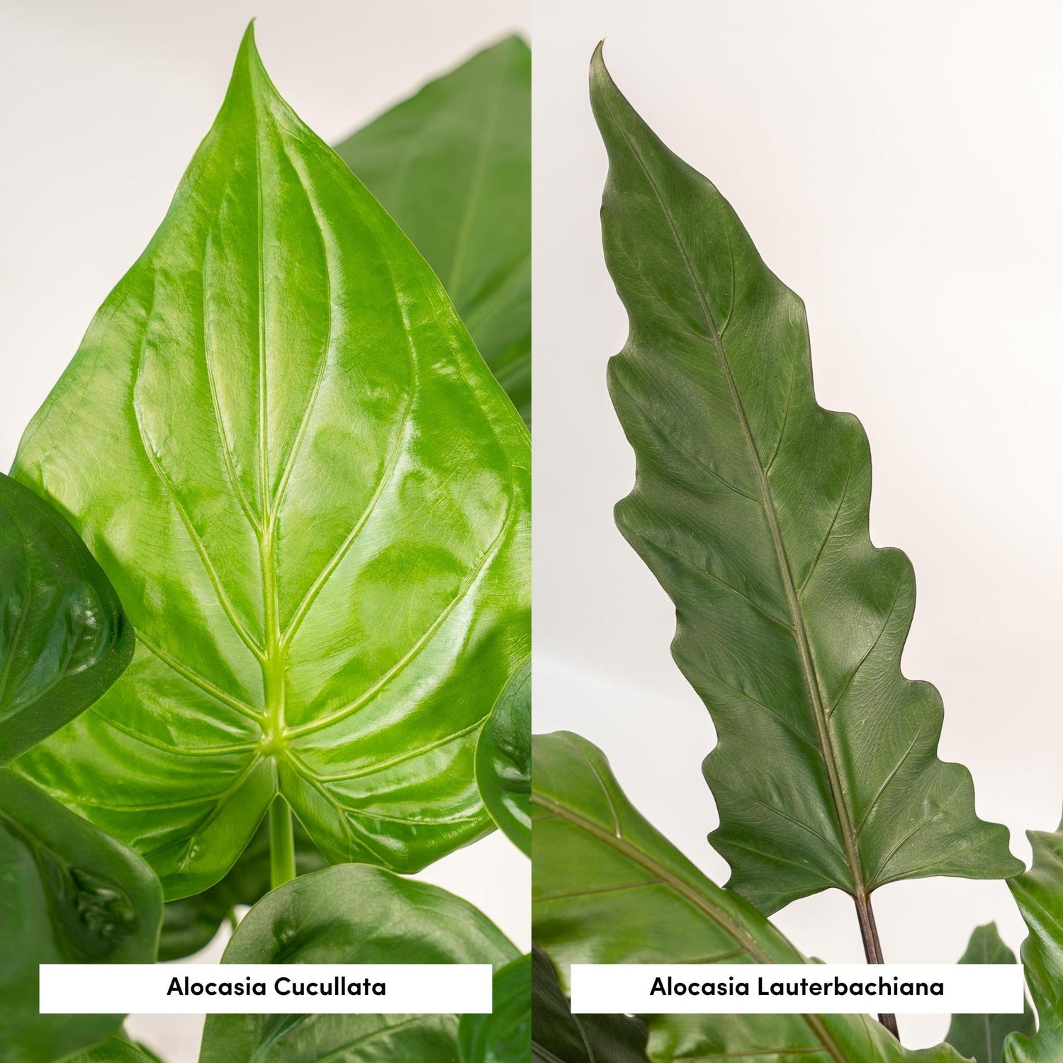 Alocasia Set im Korb mit Cucullata und Lauterbachiana, Everspring, 60 cm und 75 cm große Zimmerpflanzen in dekorativem Korb