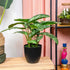 Künstliche Calathea Zebrina Pflanze, 42 cm im schwarzen Topf, Everspring, detailreiche Blätter, dekorative Zimmerpflanze