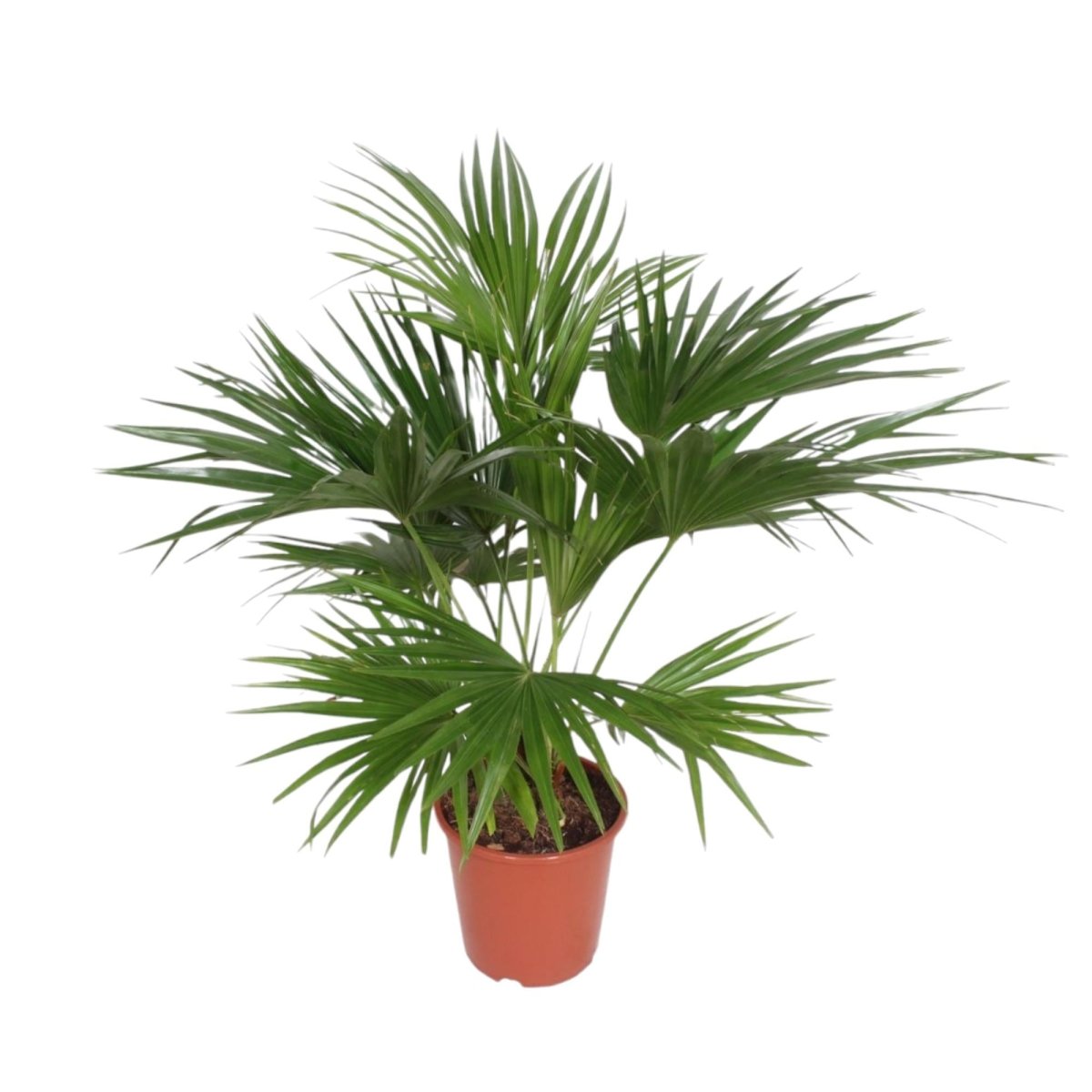 Livistona Chinensis - 170 cm - Ø 27 cm - Wurzelwerk Design