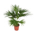 Livistona Chinensis - 170 cm - Ø 27 cm - Wurzelwerk Design