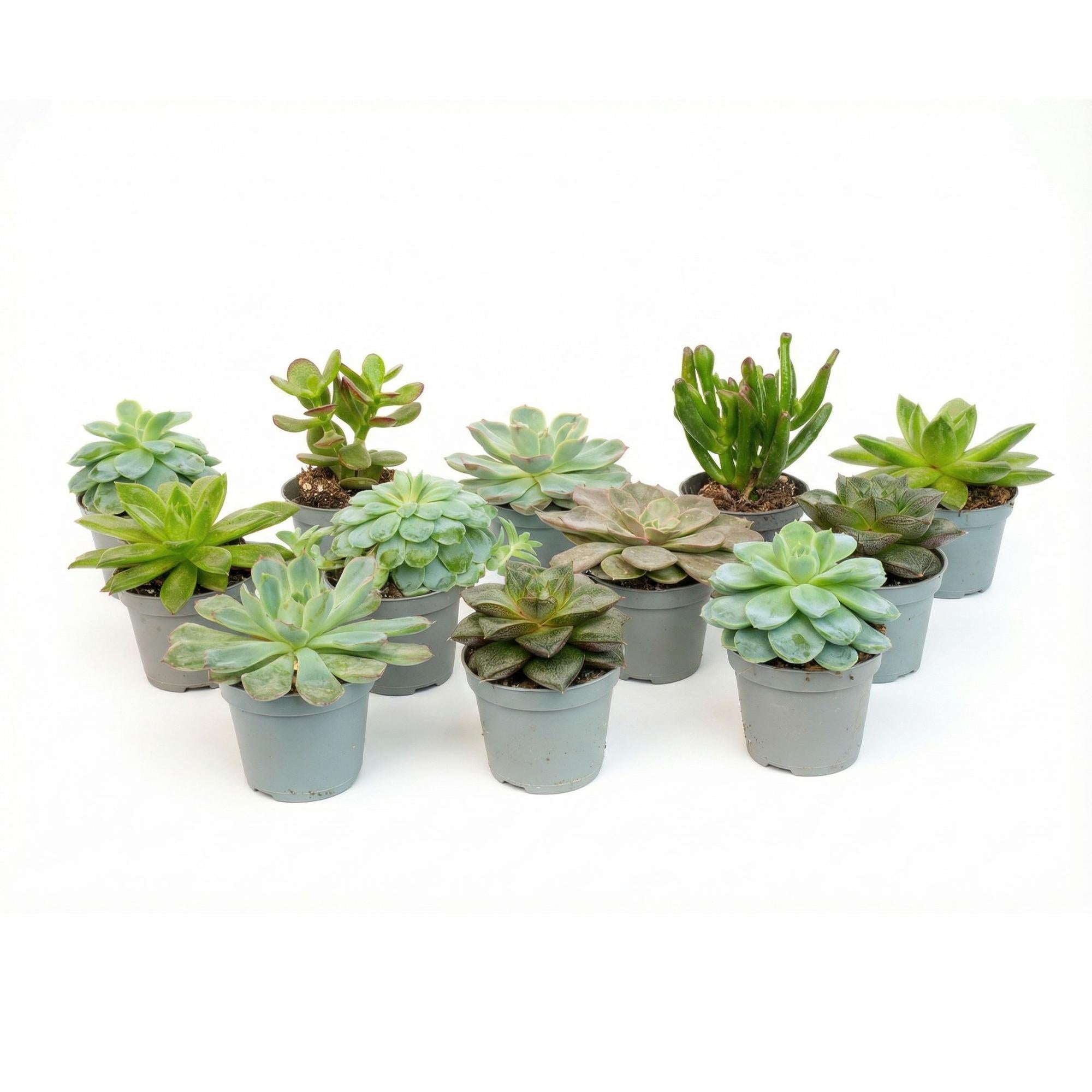 Set mit 12 Everspring Sukkulenten in kleinen Töpfen, vielfältige grüne Pflanzen, ideal für Garten oder Balkon.