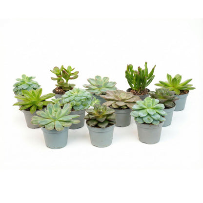 Set mit 12 Everspring Sukkulenten in kleinen Töpfen, vielfältige grüne Pflanzen, ideal für Garten oder Balkon.