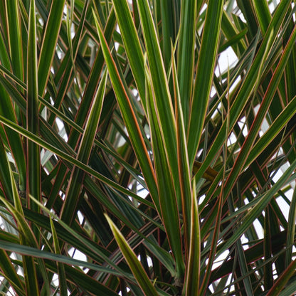 Everspring Dracaena Marginata Drachenblutbaum in Korb, 90-100cm hohe Zimmerpflanze mit schmalen Blättern, dekorativ und pflegeleicht