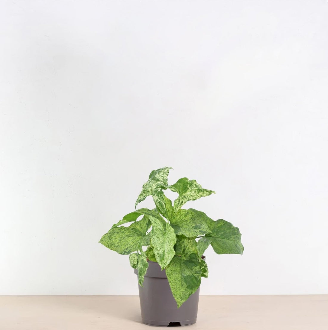 Syngonium ‘Mottled’ 25 cm | Seltene Variegata im Ø12 cm Topf – Tropische Zimmerpflanze - Wurzelwerk Design