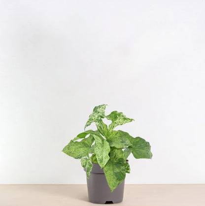Syngonium ‘Mottled’ 25 cm | Seltene Variegata im Ø12 cm Topf – Tropische Zimmerpflanze - Wurzelwerk Design