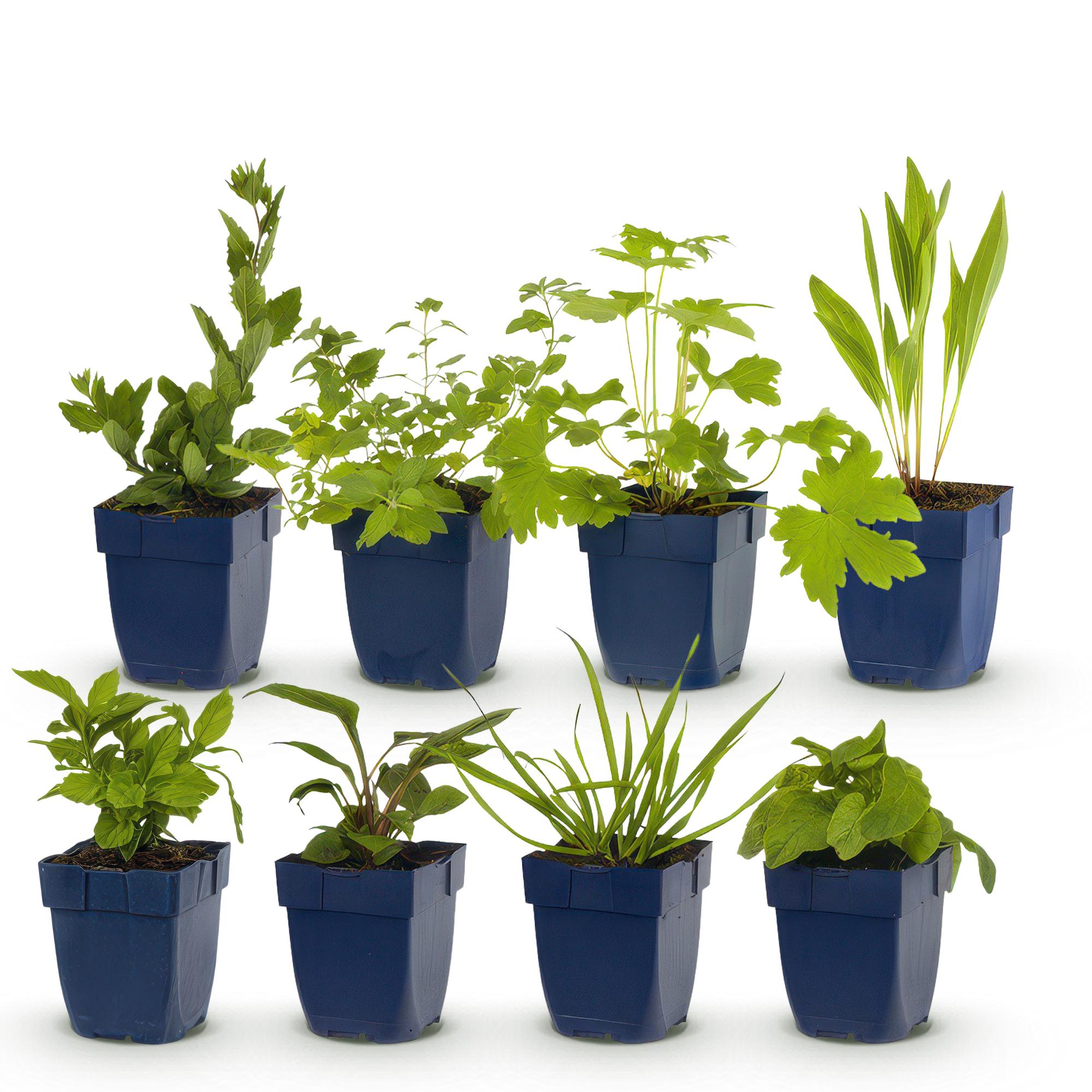 Stauden Paket Bienen- &amp; Schmetterlingsanziehend | 8 Stauden – Für 1 m² – Pflegeleicht &amp; winterhart