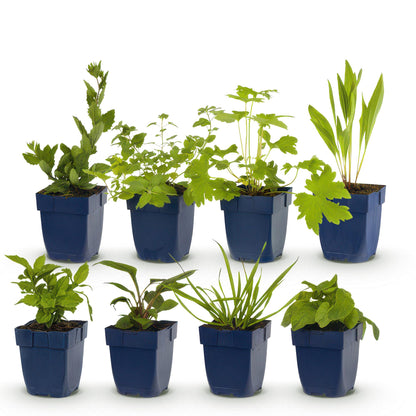 Stauden Paket Bienen- &amp; Schmetterlingsanziehend | 8 Stauden – Für 1 m² – Pflegeleicht &amp; winterhart