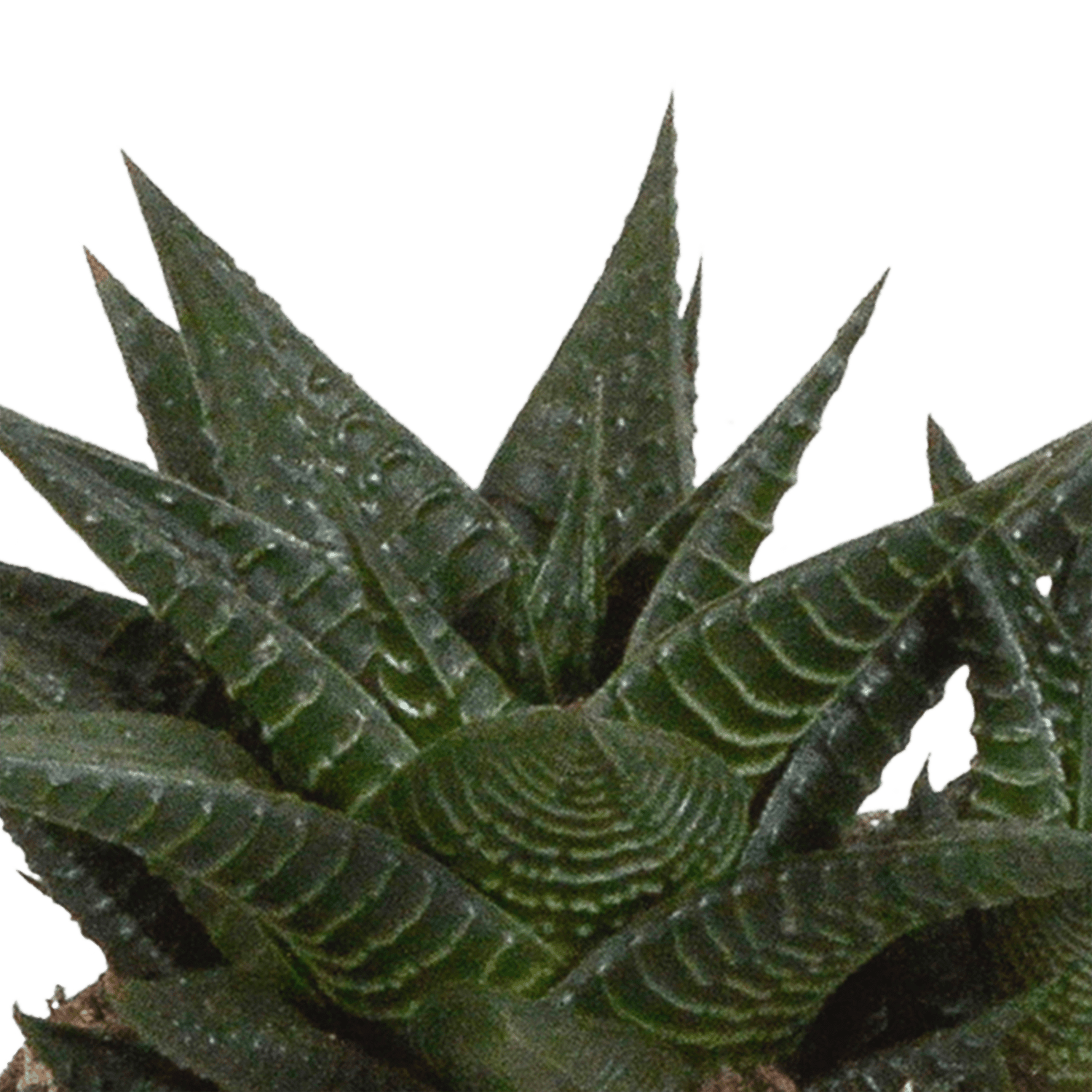Drei Everspring Gasteria/Haworthia Pflanzen in weißen Töpfen, Durchmesser 8,5 cm, auf einem hellen Hintergrund.