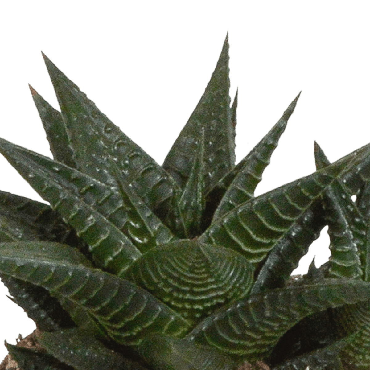 Drei Everspring Gasteria/Haworthia Pflanzen in weißen Töpfen, Durchmesser 8,5 cm, auf einem hellen Hintergrund.