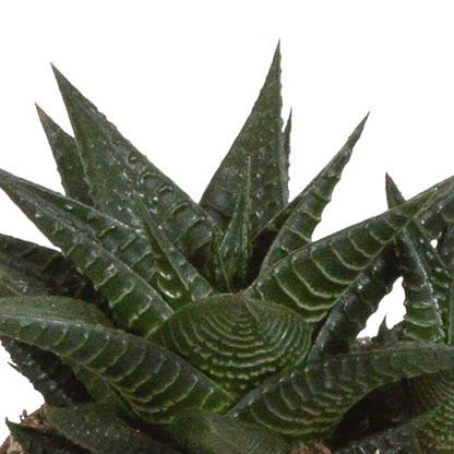 Drei Everspring Gasteria/Haworthia Pflanzen in weißen Töpfen, Durchmesser 8,5 cm, auf einem hellen Hintergrund.