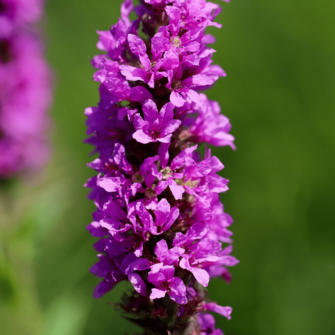 Sechs Blutweiderich Stauden im 6er-Set für Teichränder, Feuchtbeete und naturnahe Gärten, von Everspring.