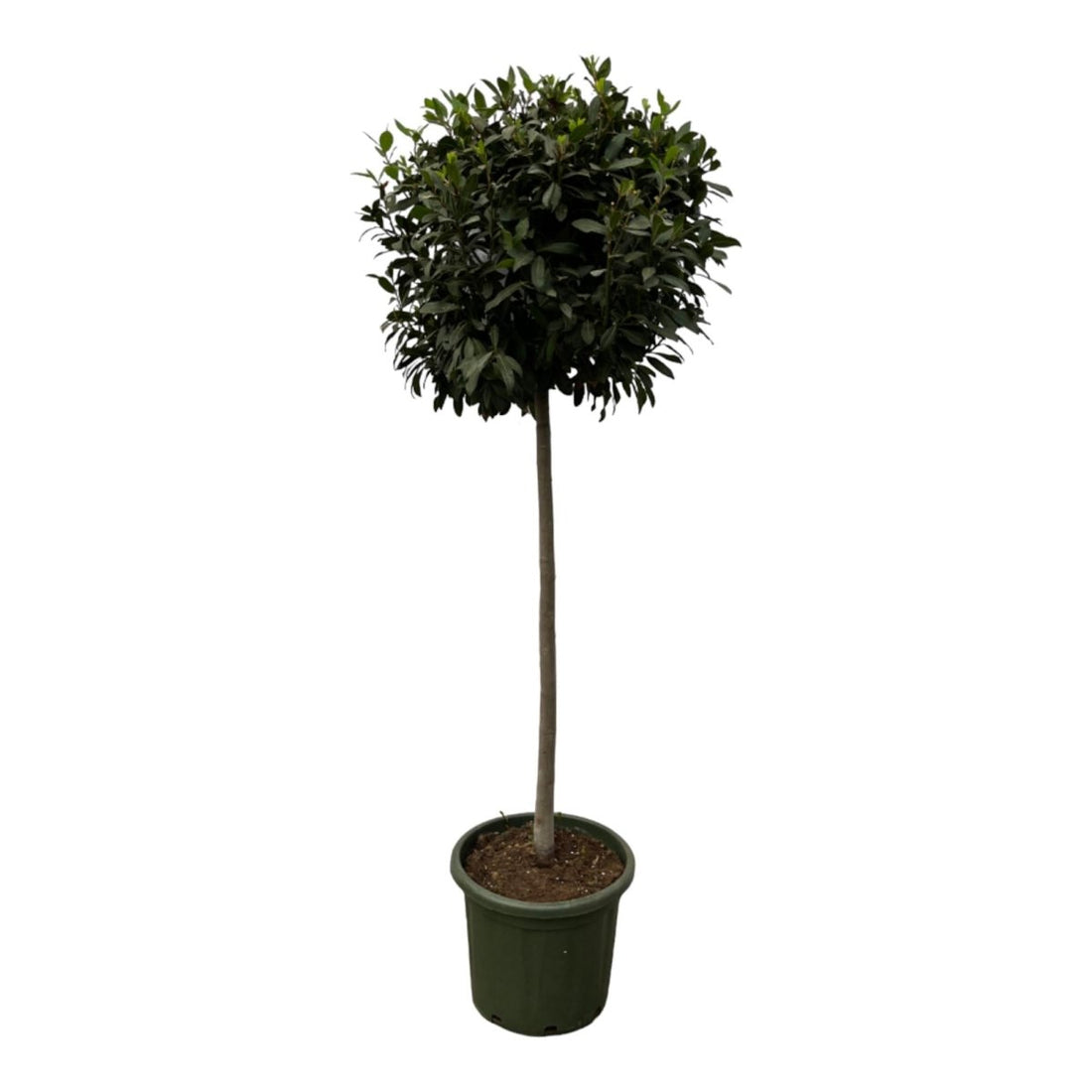 Echter Lorbeer Laurus Nobilis - 200 cm - Ø 45 cm - Wurzelwerk Design